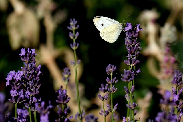 Download free HD stock image of Large Cabbage White Butterfly Butterfly Free Large Cabbage White Butterfly Butterfly photo and picture