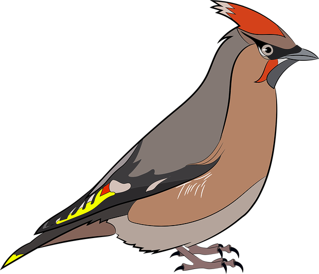 Free birds nature colorful vector