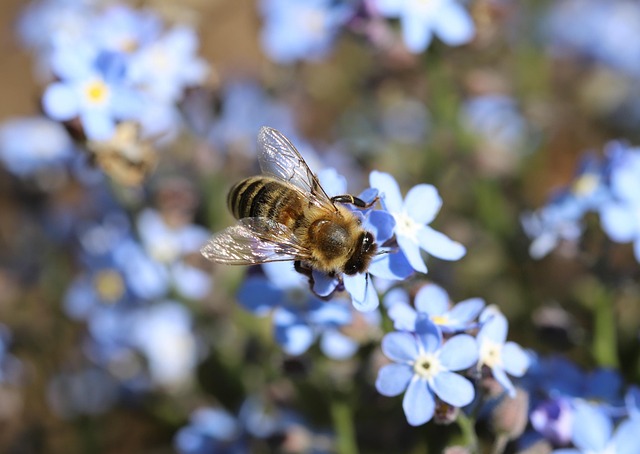 Free Macro Bee photo and picture