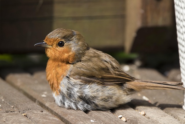 Červenka, Pták, Příroda, Songbird