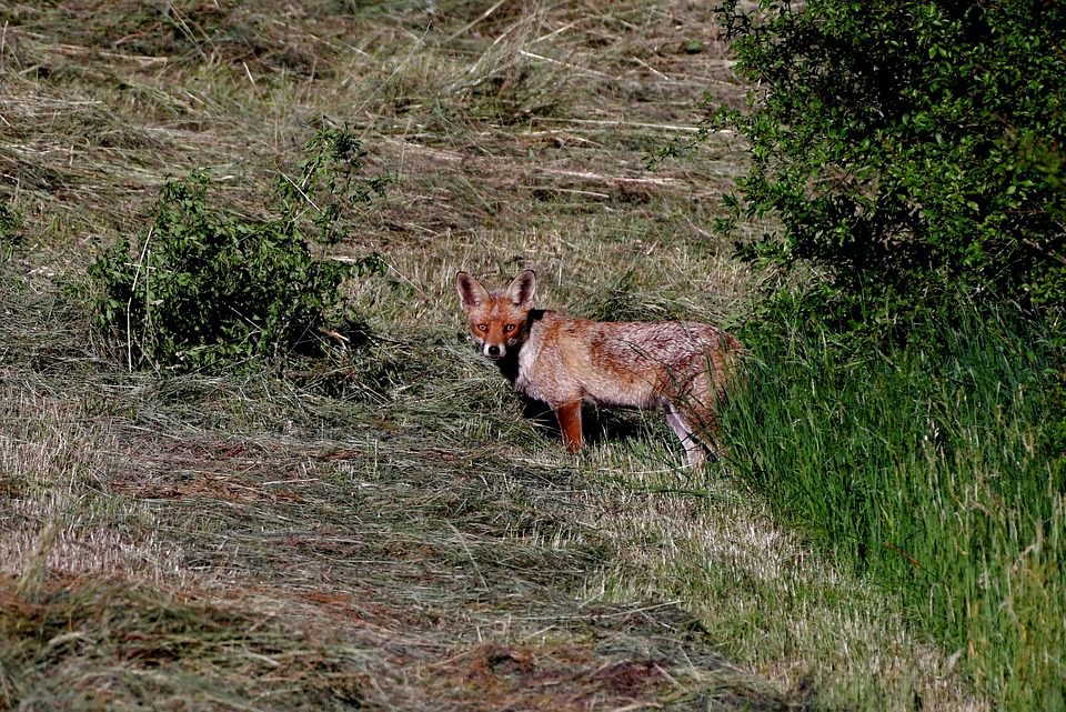 Fox Predator Mammal - Free photo on Pixabay - Pixabay