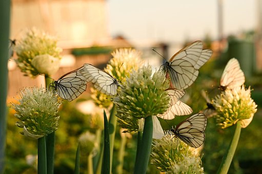 Sommer, Invasion, Schmetterlinge, Natur