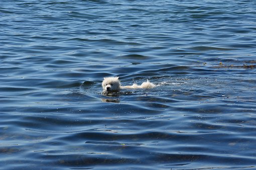 Hunden, Vann, Hundsim, Hundbad, Svømme