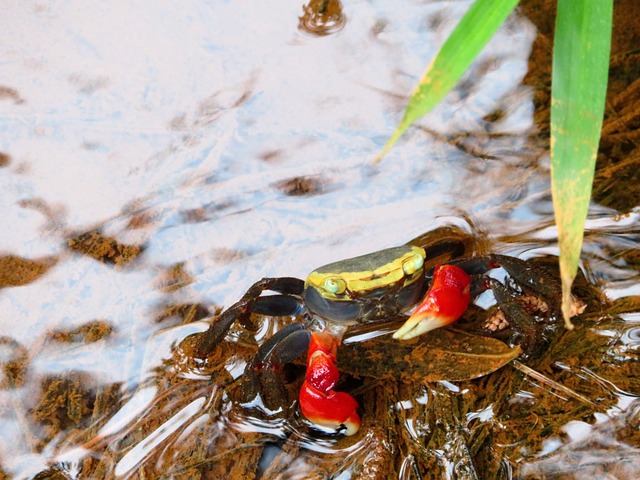 Free Crab Water photo and picture