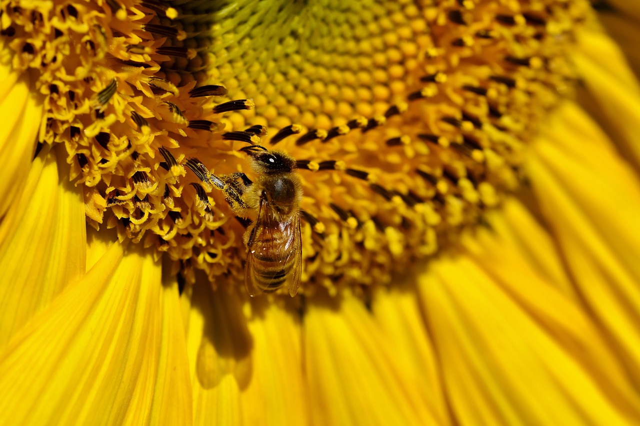 Sunflower Bee Insect - Free photo on Pixabay - Pixabay