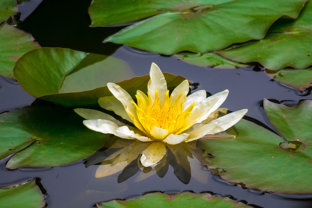 Water Lily Blossom Bloom Free photo on Pixabay Pixabay