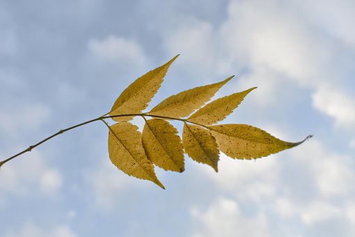 Free Leaves Blue photo and picture