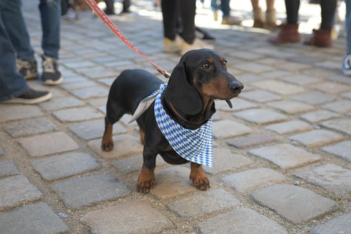Dachshund, Hund, Husdyr, Søt, Moro, Dyr