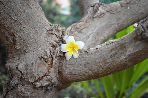 Free Flower Tree photo and picture