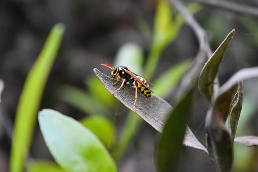 Free Wasp Green photo and picture