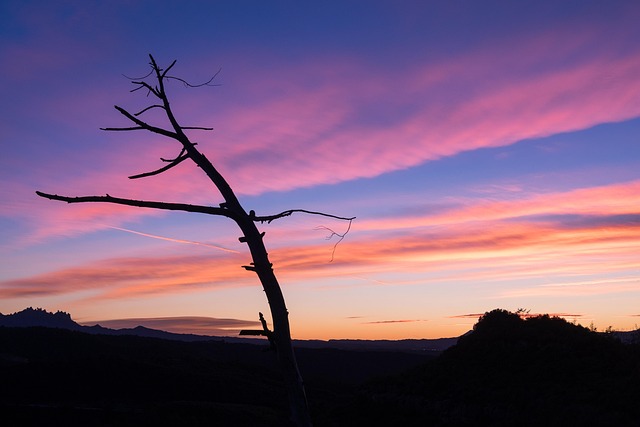 Free Sunset Tree photo and picture