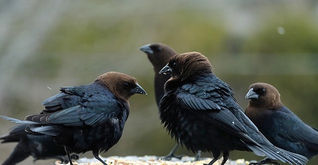 Free Birds Feathers photo and picture