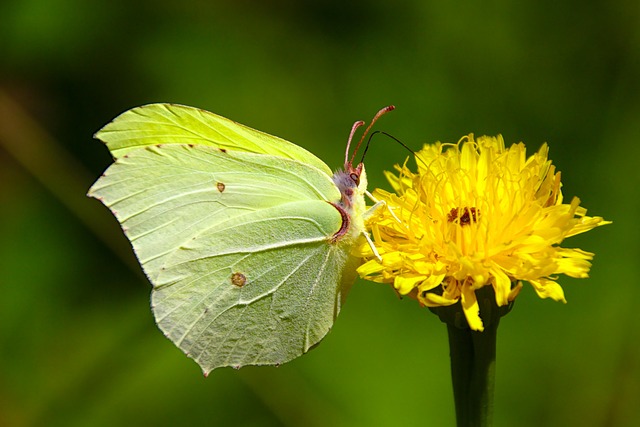 Free Butterfly Macro photo and picture