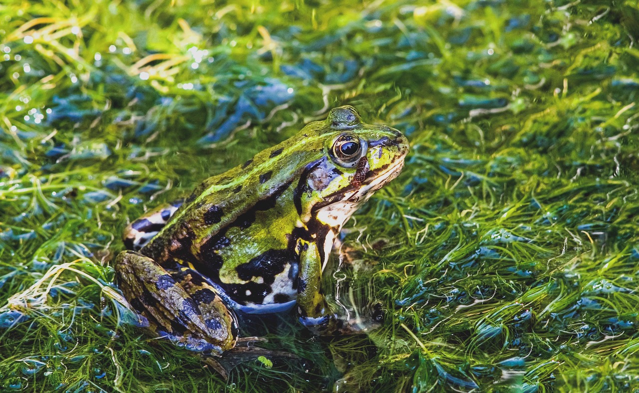 Frog - free online jigsaw puzzle photo