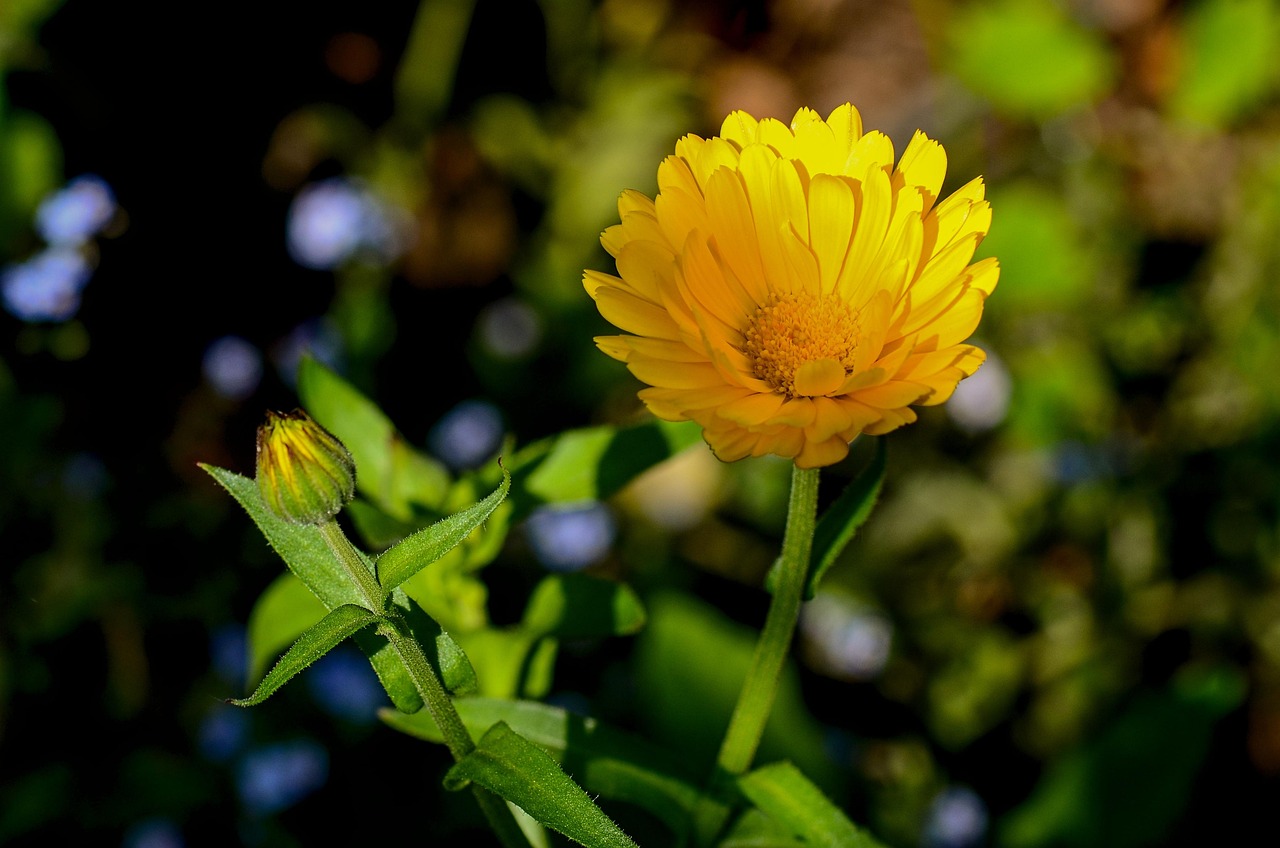 Marigold - free online jigsaw puzzle photo