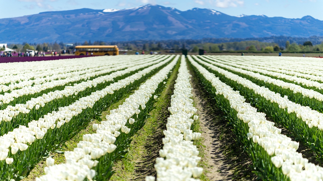 Download free HD stock image of Tulip Fields Free Tulip Fields photo and picture