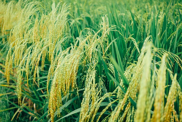 Free Rice Field photo and picture