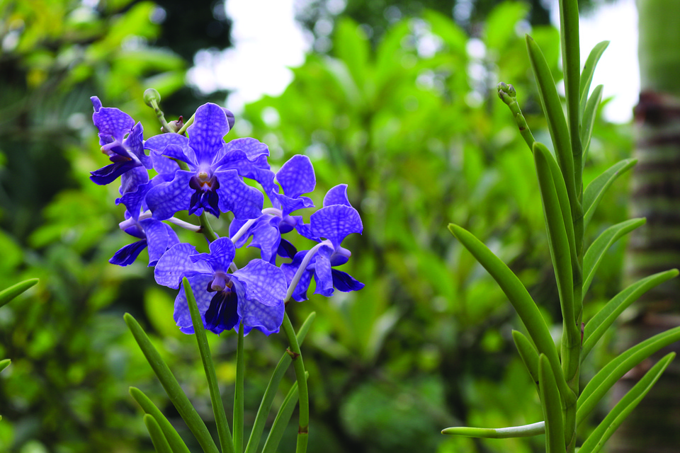 花 庭 紫 Pixabayの無料写真