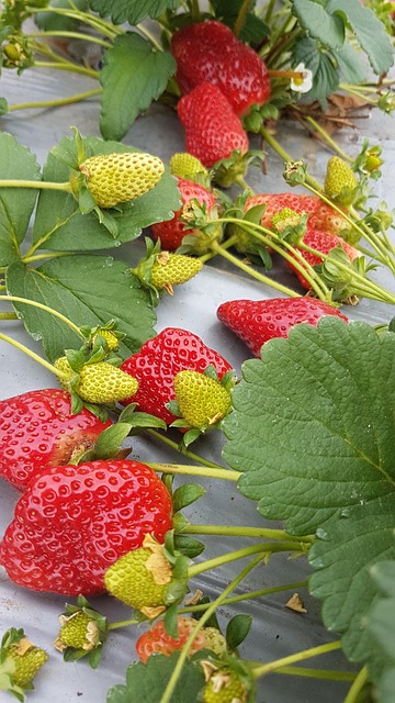 Free Strawberries Food photo and picture