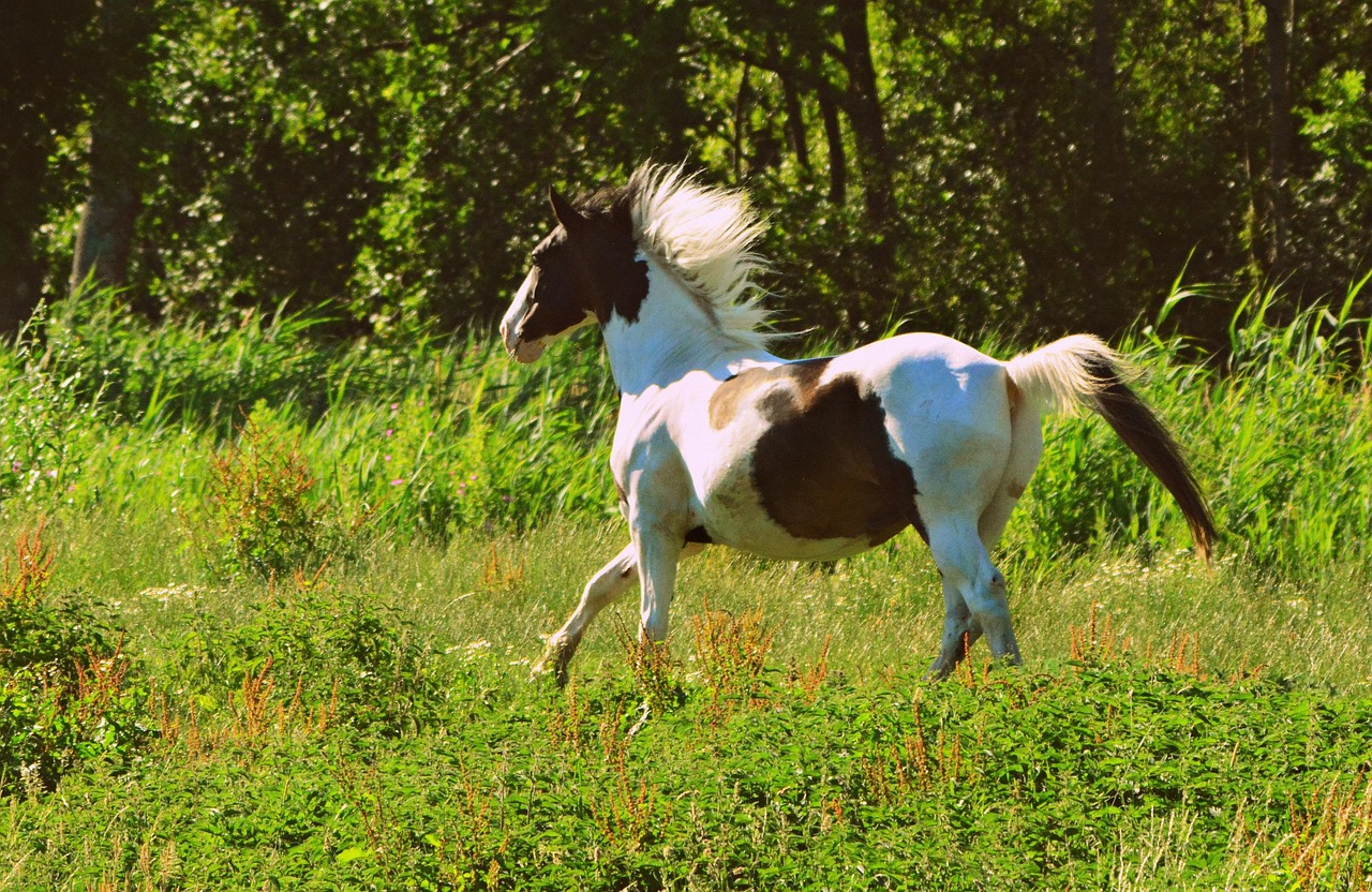 Horse - free online jigsaw puzzle photo