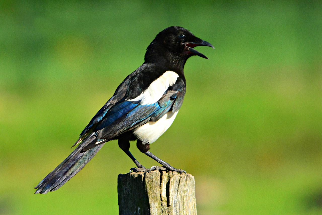 700 Free Magpie Nature Photos Pixabay