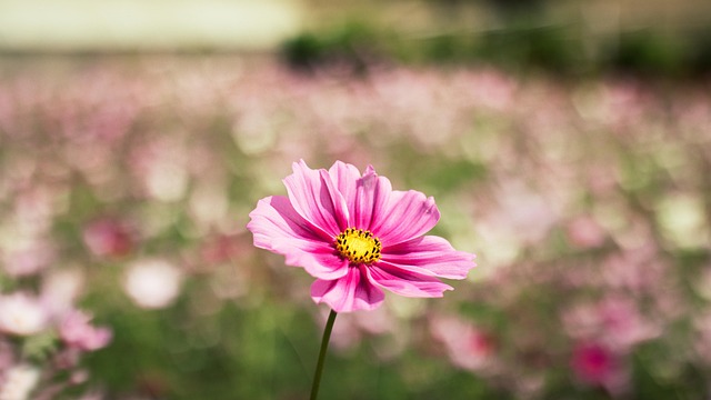 Free Flower Na photo and picture