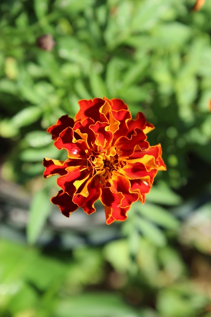 Free Flower Bright photo and picture