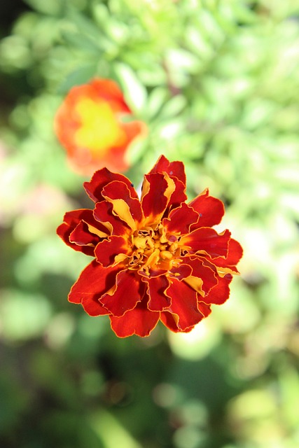 Free Flower Bright photo and picture