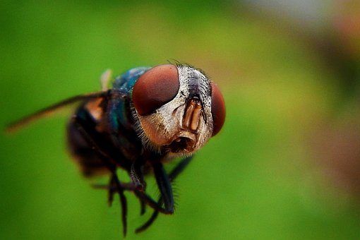 Fliegen, Makro, Pest, Rot, Zu, Garten