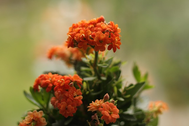 Free Blossom Nature photo and picture