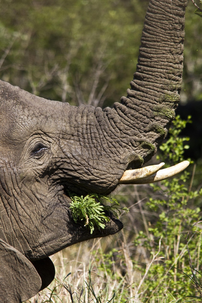 South Africa Kruger National Park - Free photo on Pixabay - Pixabay