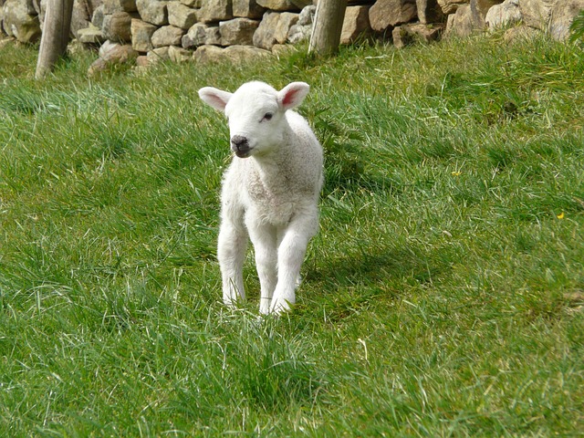 Free Lamb Spring photo and picture