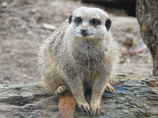 Free Meerkat Nature photo and picture