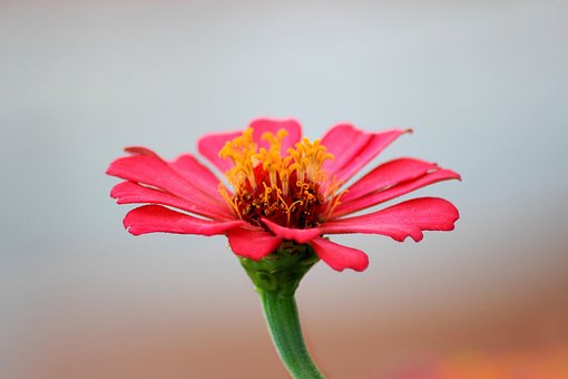 Blume, Rosa, Blütenblätter, Staubbeutel