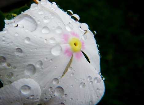 Weiße Blume, Regentropfen, Makro, Nass