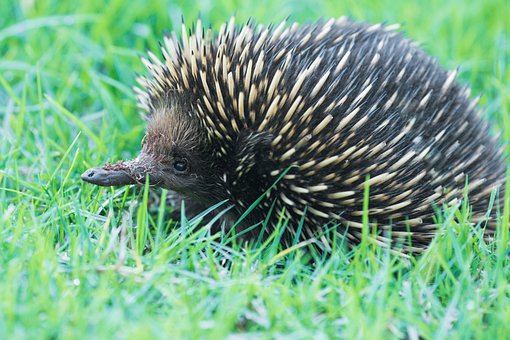 Equidna, Marsupial, A, Australia