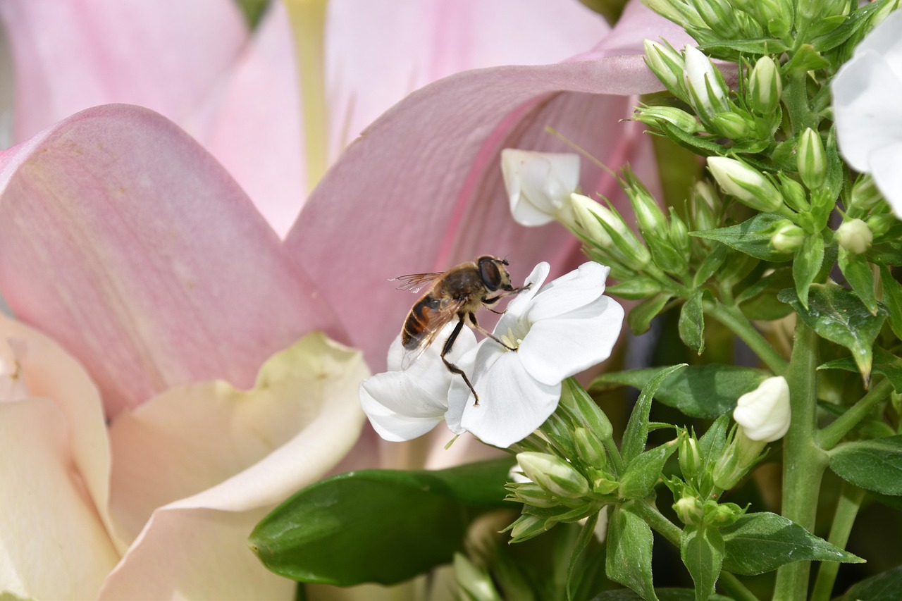 Wenskaarten - Bloemen & Insecten | 6 Stuks - Myth Of Asia