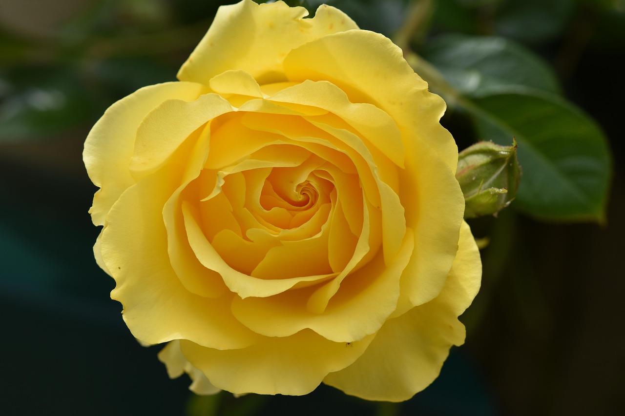 Yellow Rose Flower Plant Free photo on Pixabay Pixabay