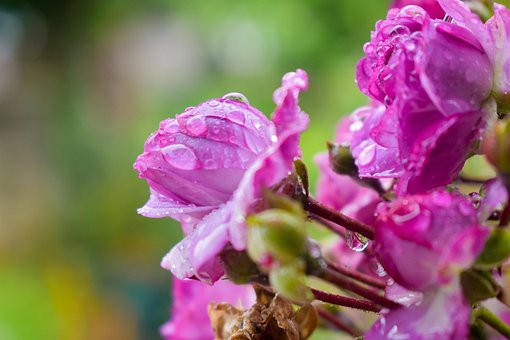 Free Flower Rainy Garden photo and picture