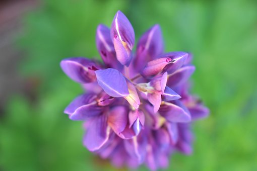 Free Purple Flower Green Background photo and picture