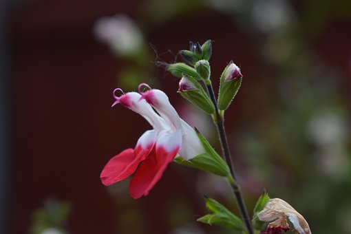 Free Shaped Flower White Flower photo and picture