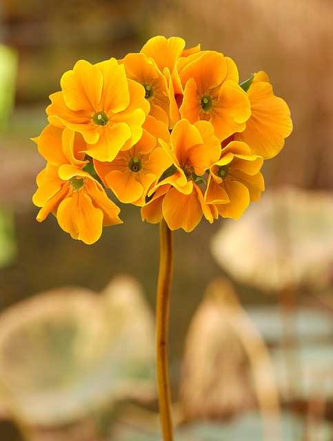 Free Plant Garden photo and picture