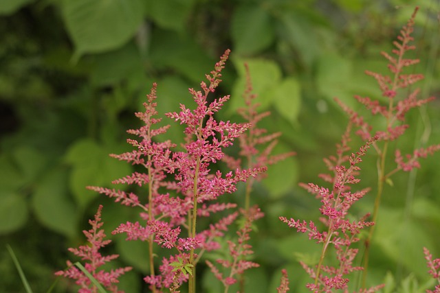 Free Garden Nature photo and picture