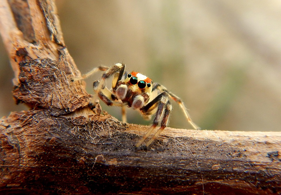 Tarántulas: cómo conquistaron la Tierra a través de un supercontinente.