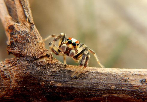 Spinne, Web, Tarantel, Spinnentier