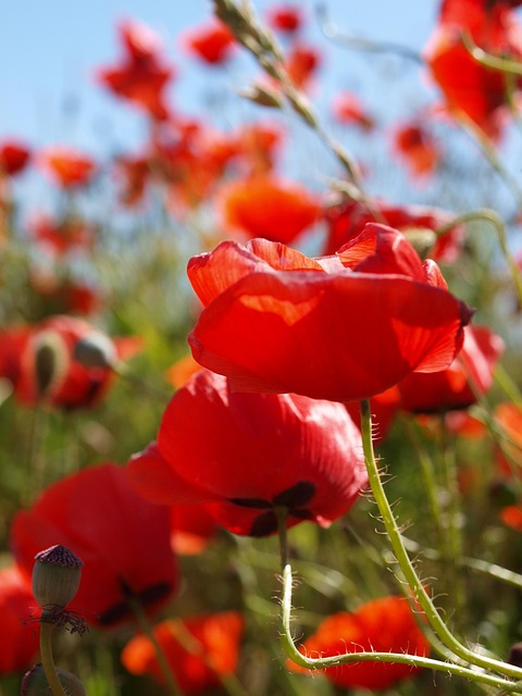 Free Poppy Summer photo and picture