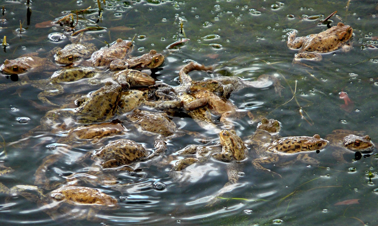 rupikonna-sammakko-sammakkoel-in-ilmainen-valokuva-pixabayssa-pixabay