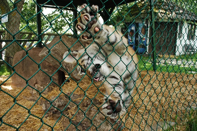 Free Tiger Zoo photo and picture