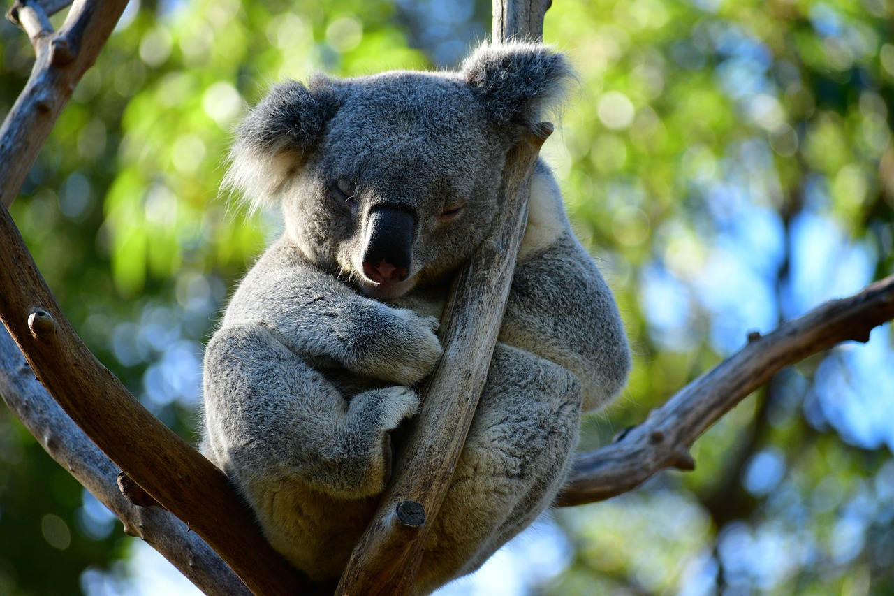90 000 Free Cute Koala Koala Images Pixabay 90 000 Free Cute Koala Koala Images Pixabay