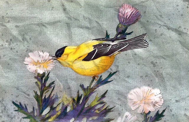 Free goldfinch outdoor wild illustration